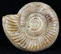 Perisphinctes Ammonite - Jurassic #31751-1